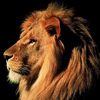 lion-100-px