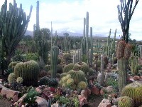 cactus_sheilam-200x150