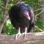 vulture