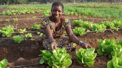 senegal-farming