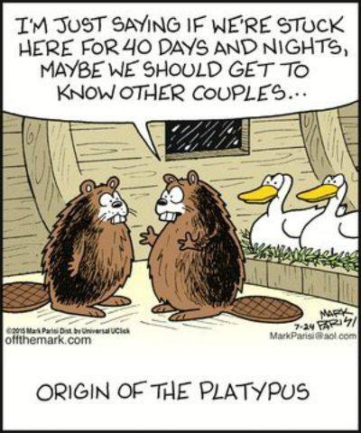 The platypus